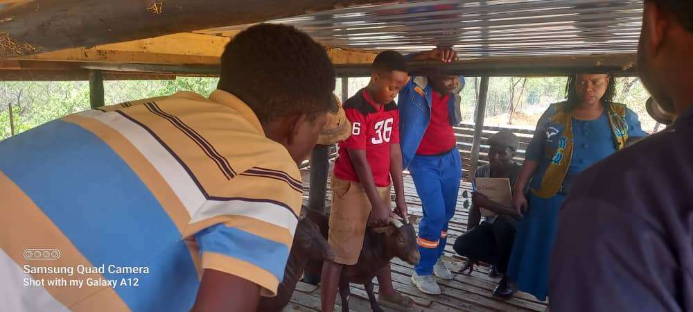 Starting a Goat Breeding Business in Zimbabwe: A Practical Guide