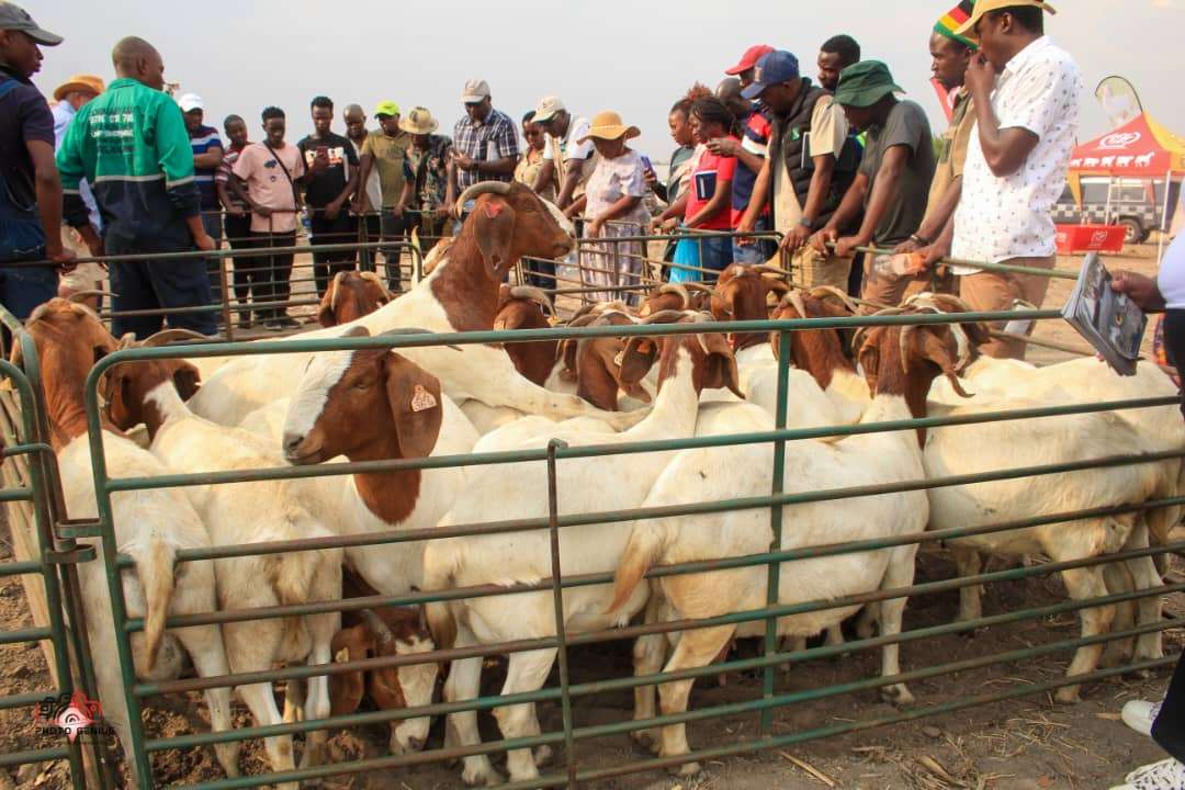 Goat Breeding Masterclass — Notes From the Field